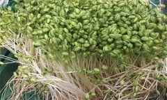 如何生產(chǎn)綠色大豆芽菜？