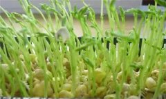 松柳芽苗菜如何進(jìn)行苗盤栽培生產(chǎn)？