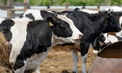 如何飼喂泌乳中期奶牛？