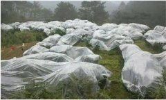 蘋果樹如何預防寒潮災害？