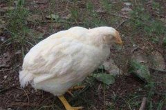 雞白痢是垂直傳播還是水平傳播？